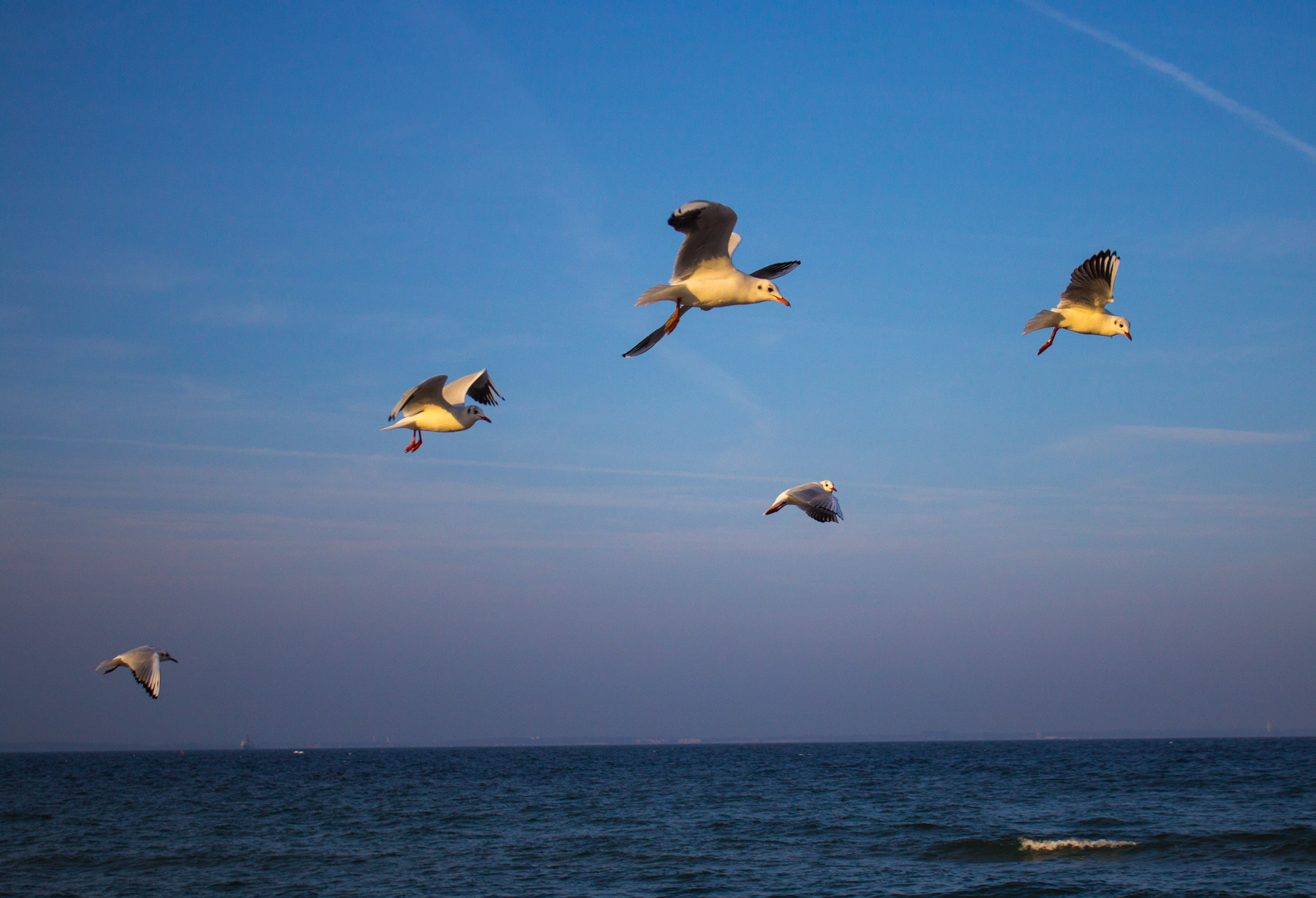 Möwen am Strand