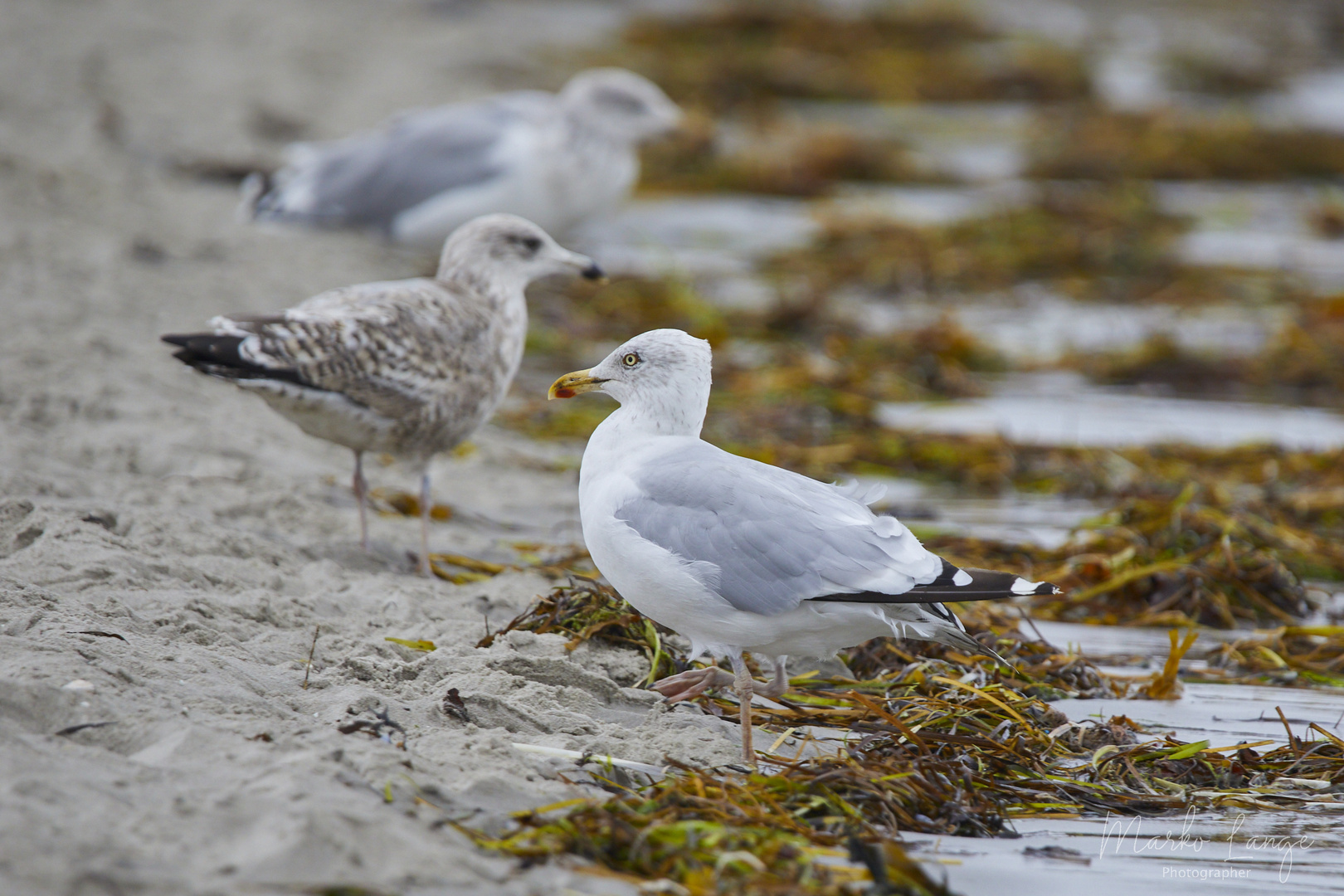 Möwen am Strand