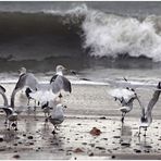 Möwen am Strand