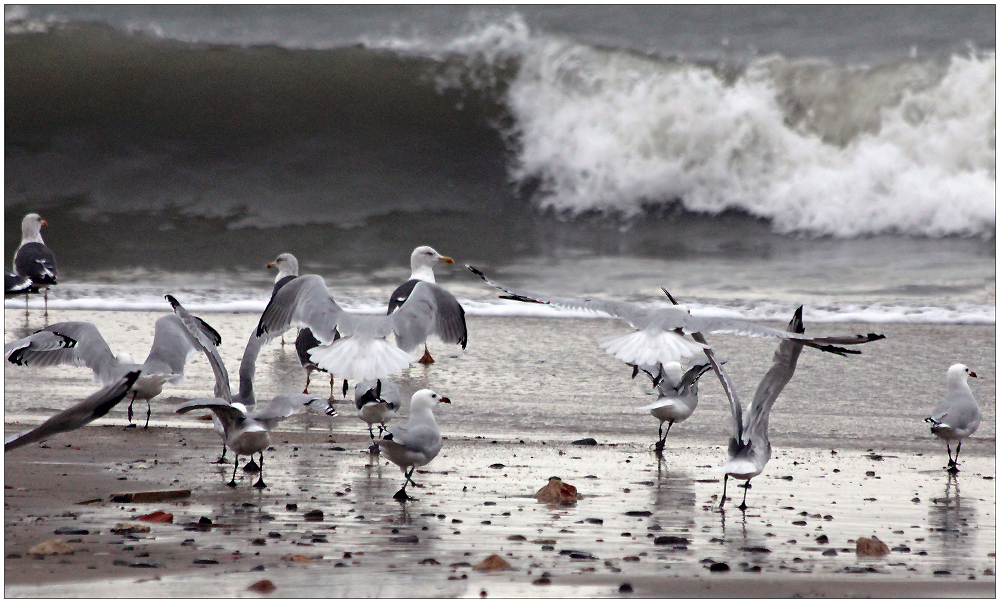 Möwen am Strand