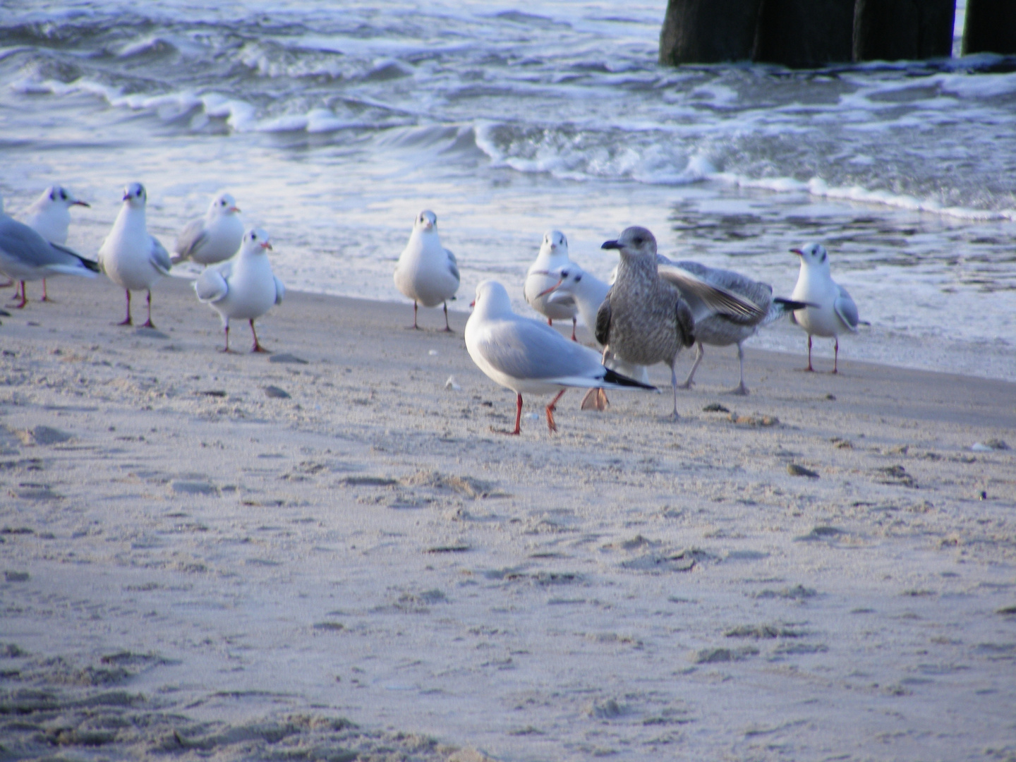 Möwen am Strand