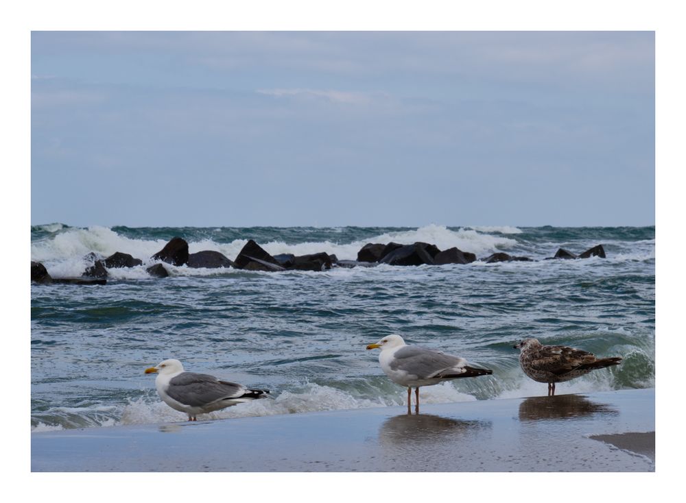 Möwen am Strand 