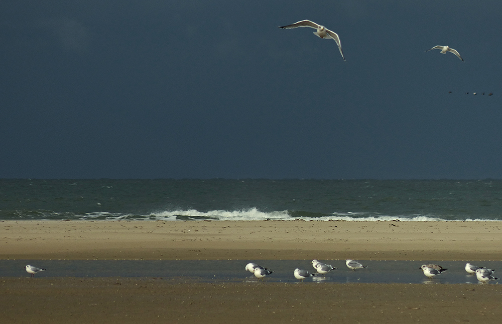 Möwen am Strand