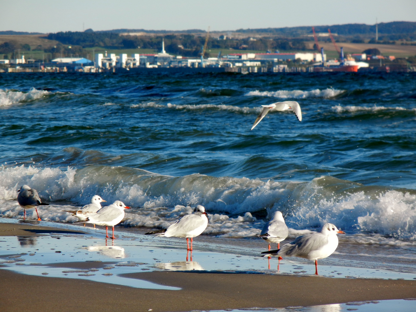 Möwen am Strand