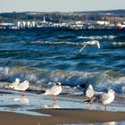 Möwen am Strand