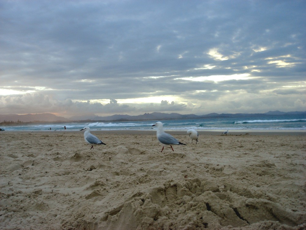 Möwen am Strand