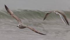 Möwen am Strand