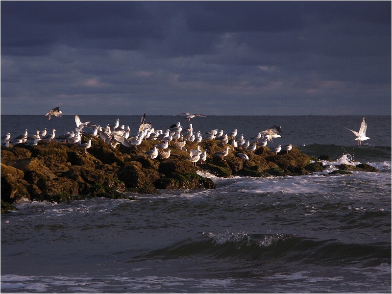 Möwen am Strand