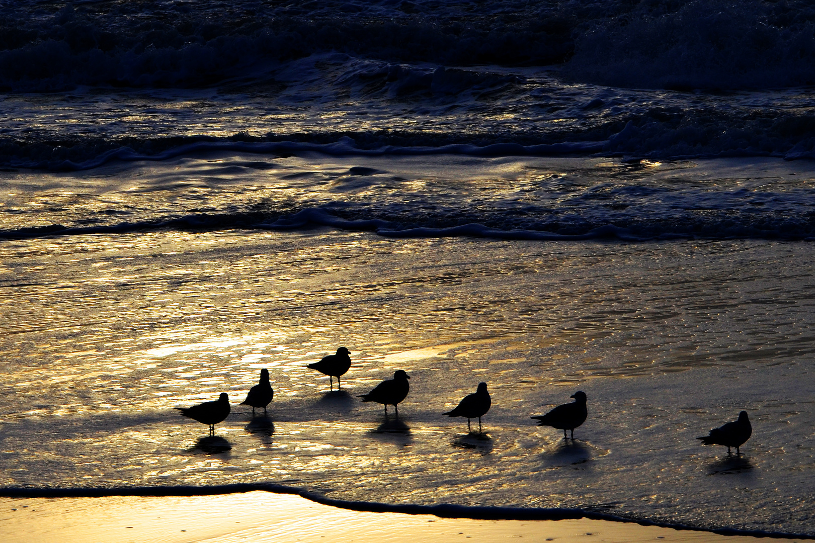 Möwen am Strand auf Sylt