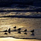 Möwen am Strand auf Sylt