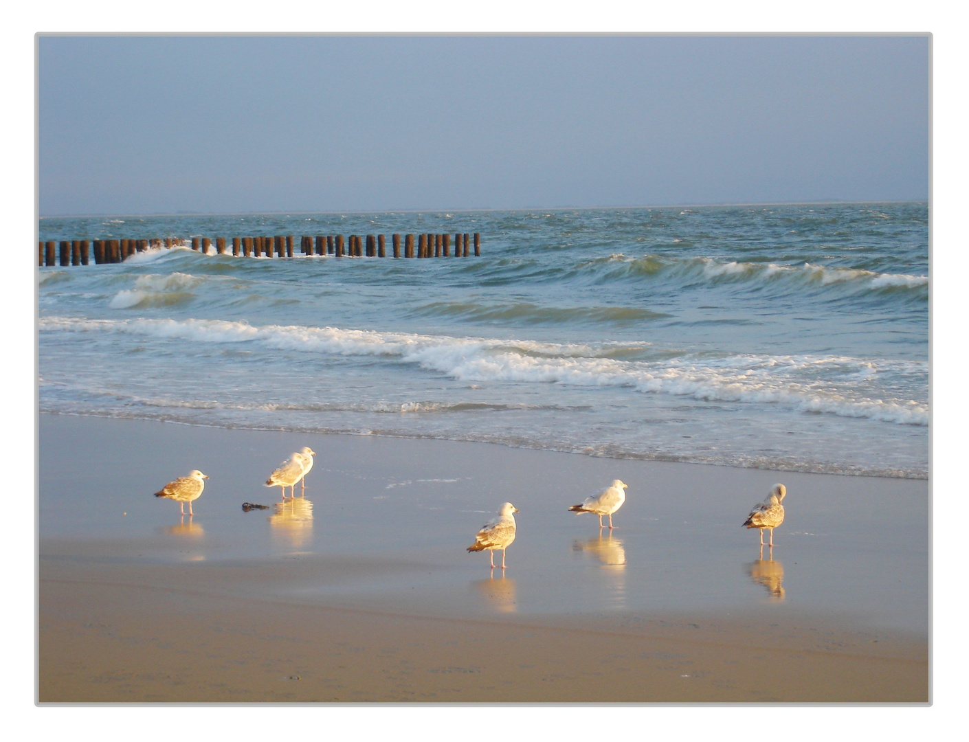 Möwen am Strand