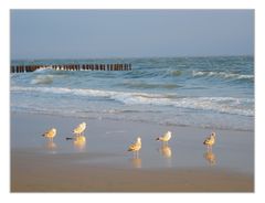 Möwen am Strand