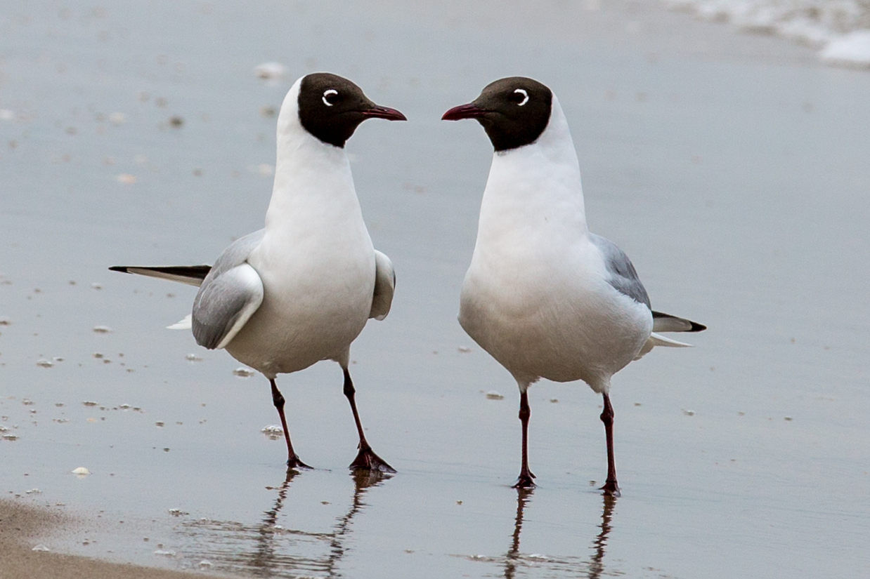 Möwen am Strand