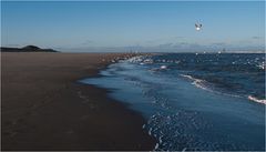 Möwen am Strand