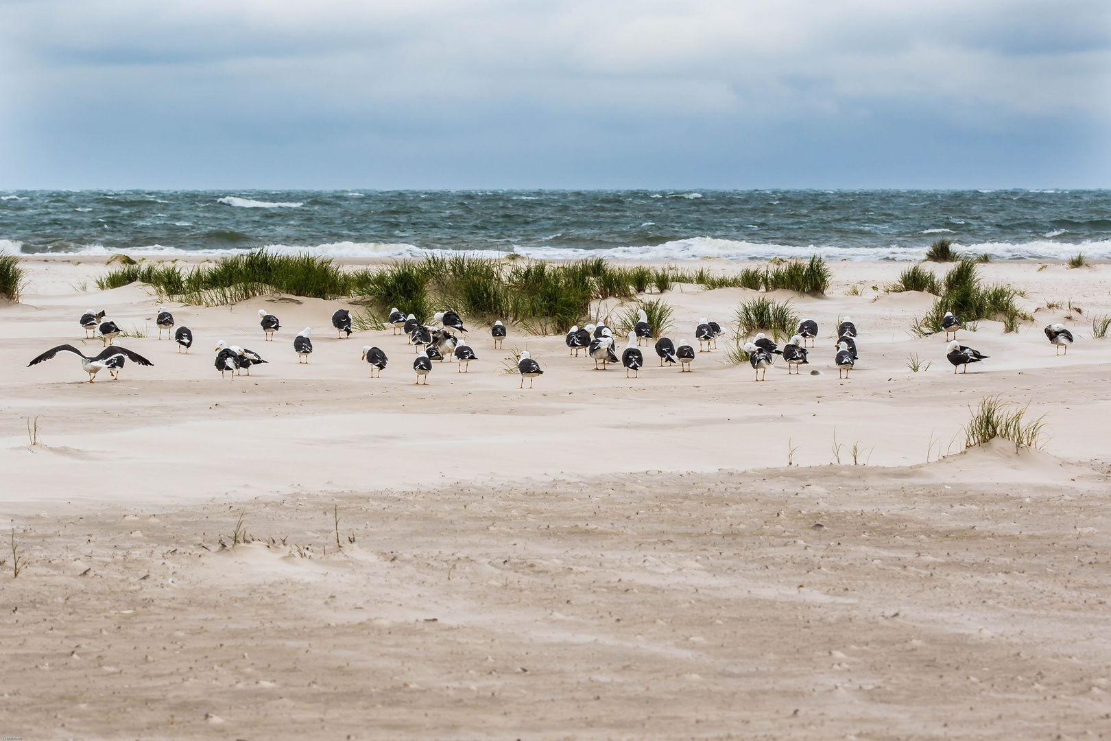 Möwen am Strand