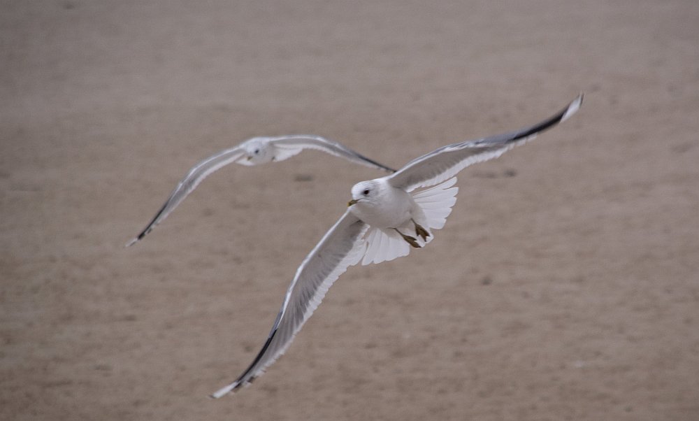 Möwen am Strand