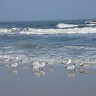 Möwen am Strand (mit Spiegelung) // Ostsee