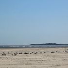 Möwen am Strand von Langeoog