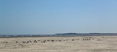 Möwen am Strand von Langeoog