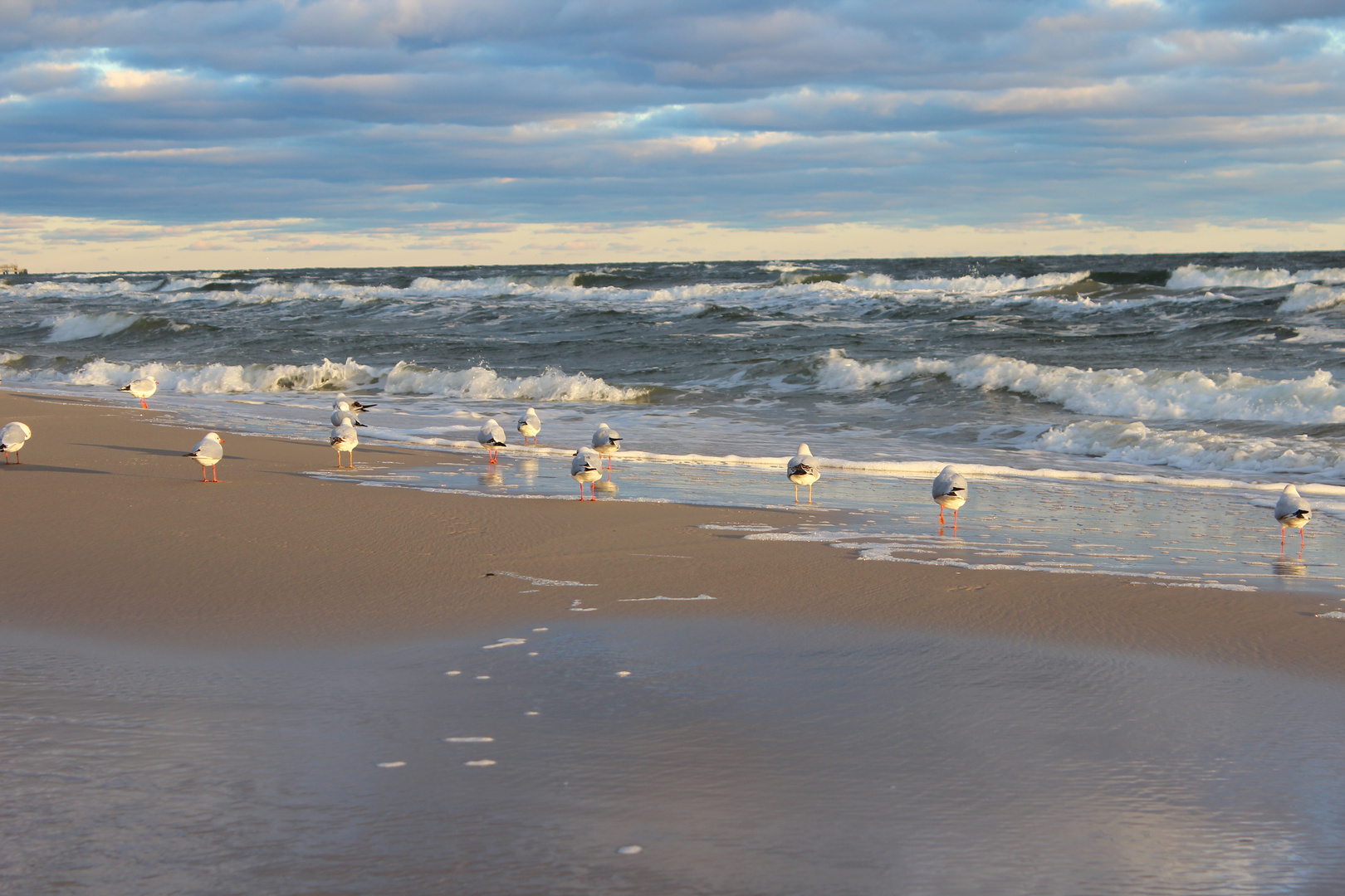 Möwen am Strand von Usedom