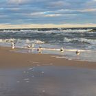 Möwen am Strand von Usedom