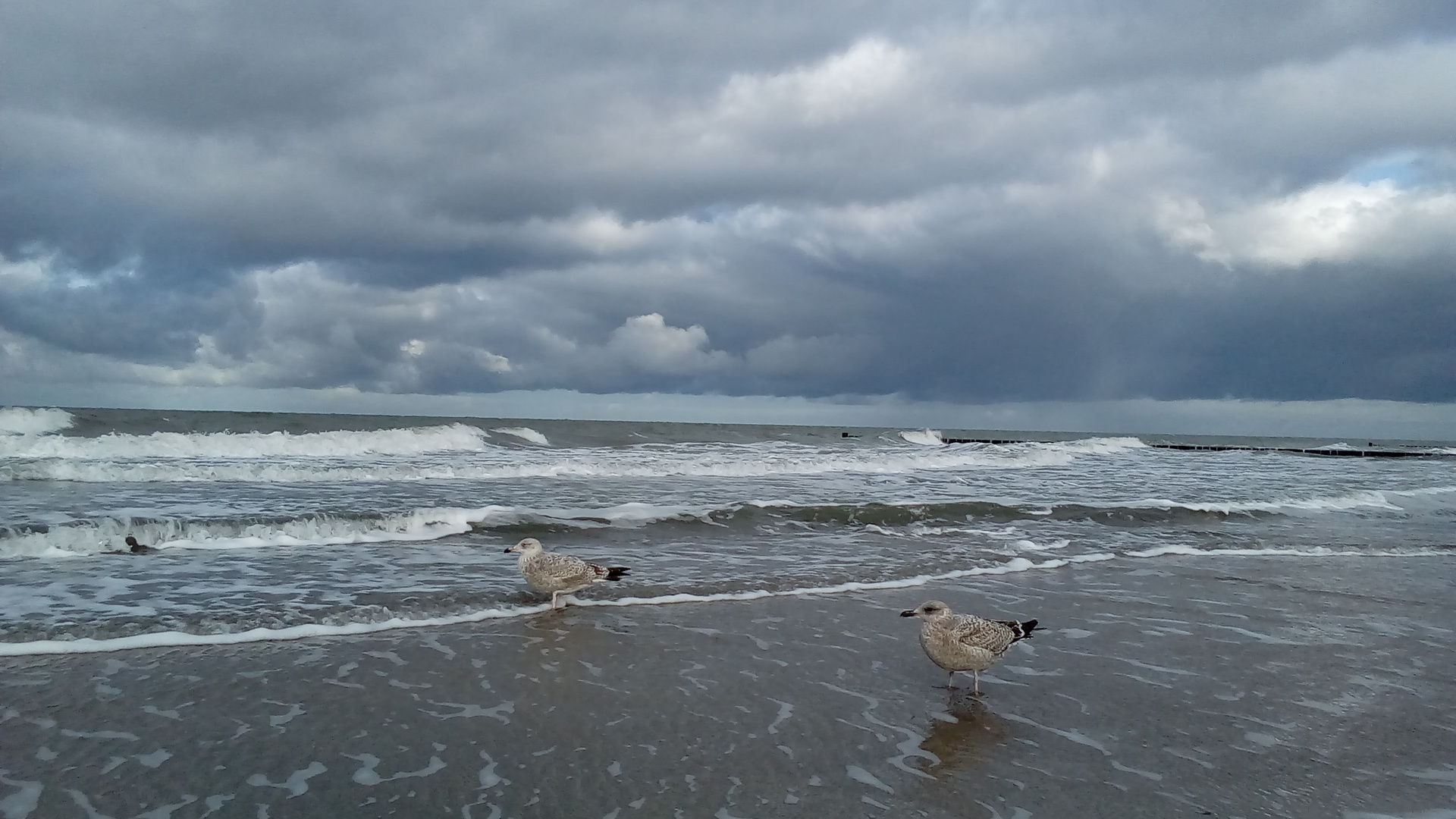 Möwen am Strand von Wustrow