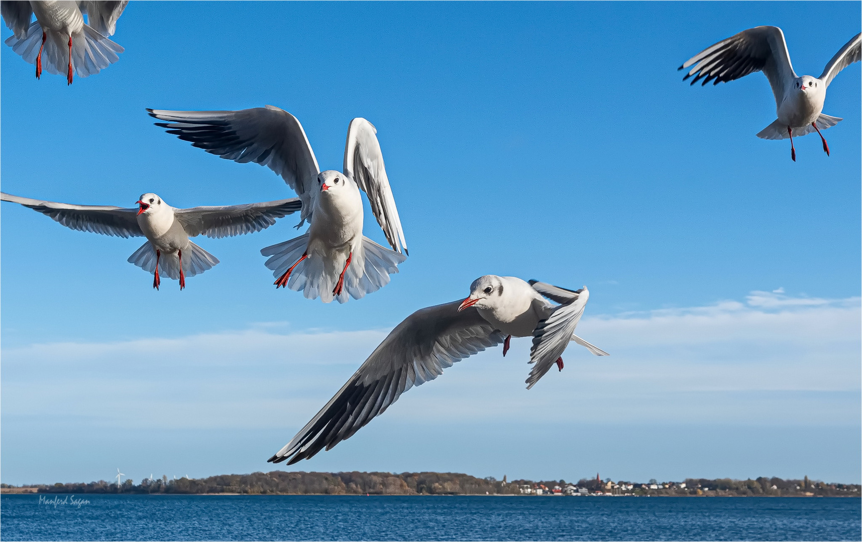 Möwen am Strelasund...