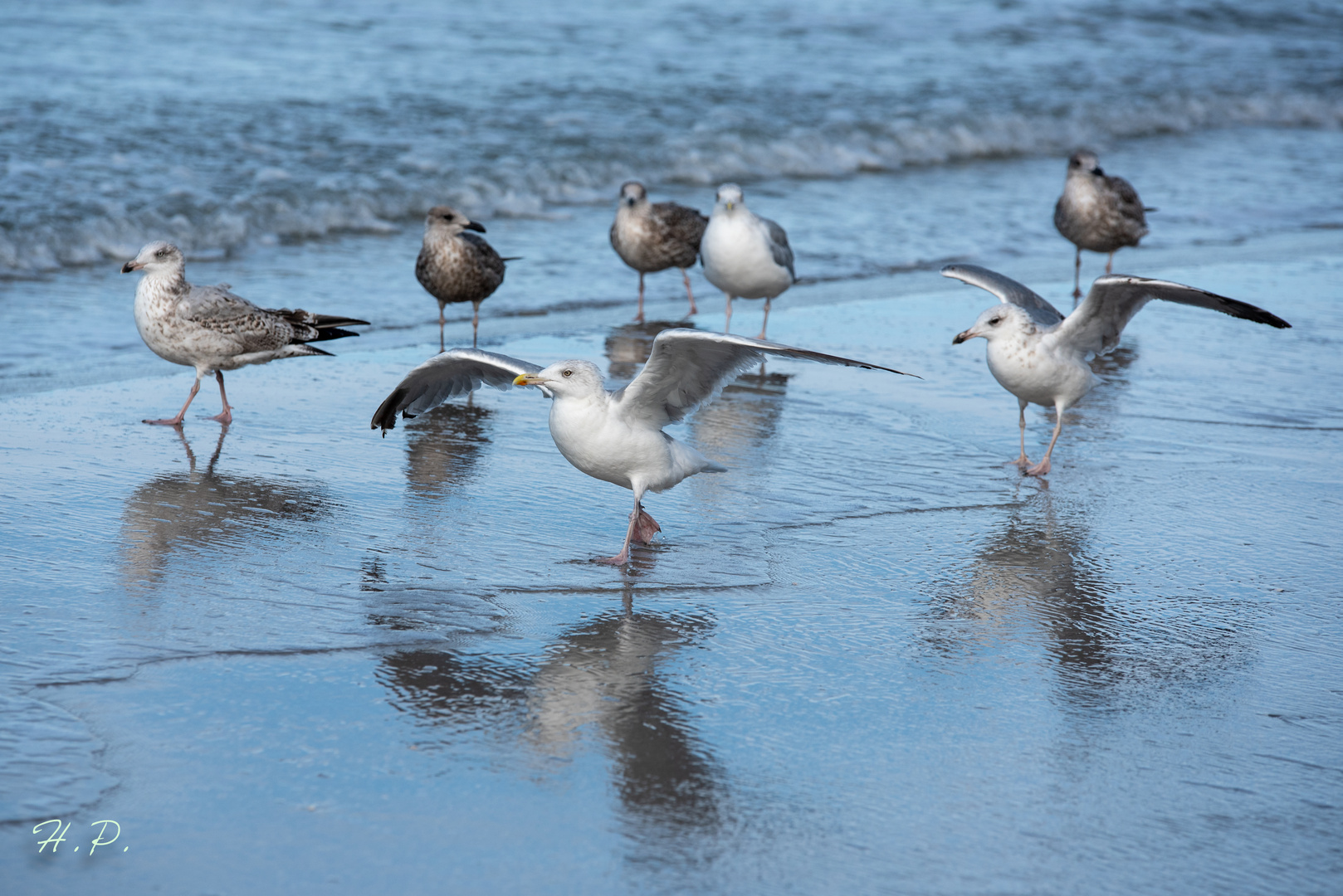 Möwen am Weststrand