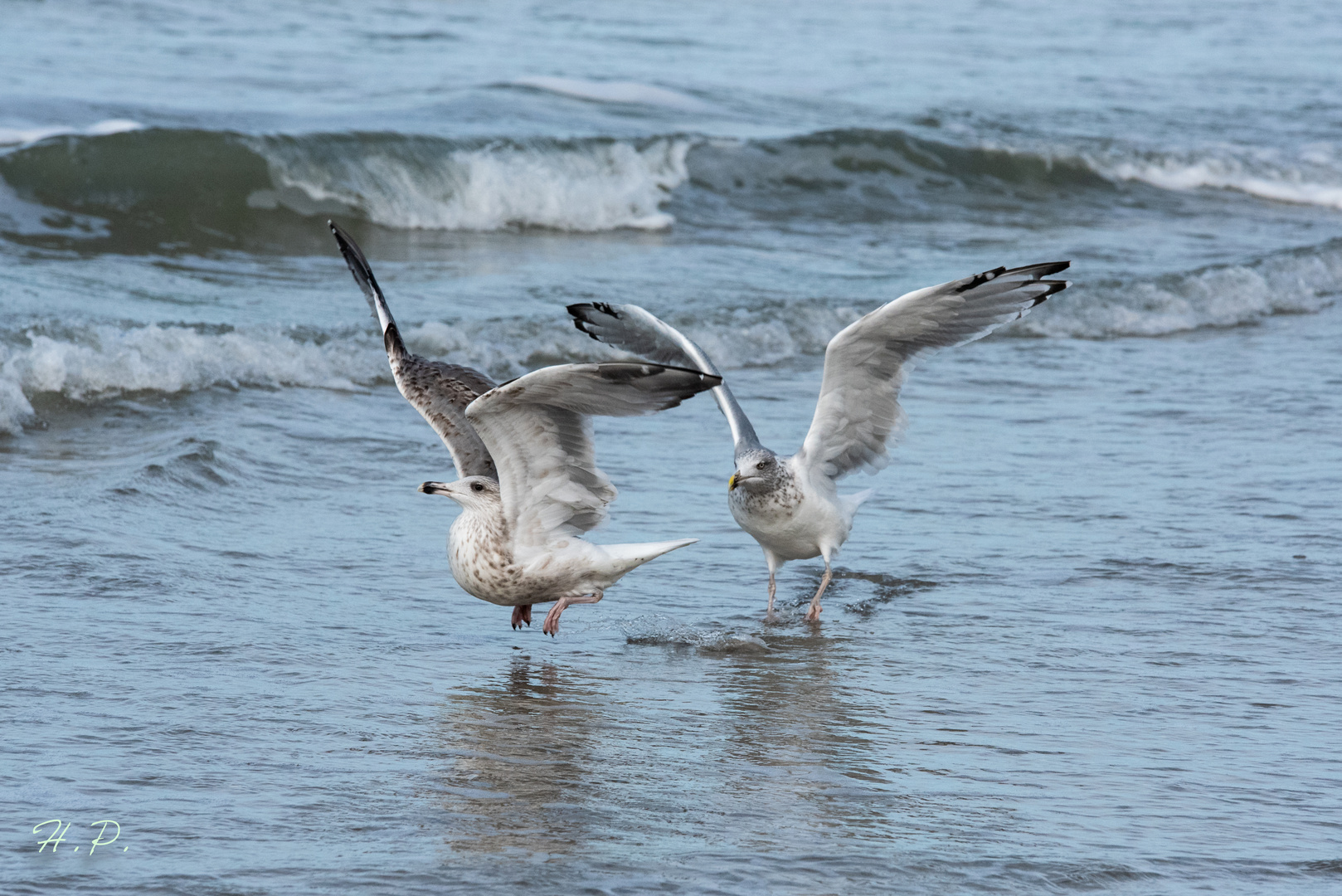 Möwen am Weststrand