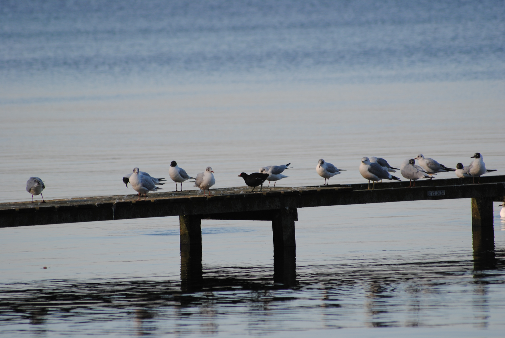 Möwen am Zwischenahner Meer