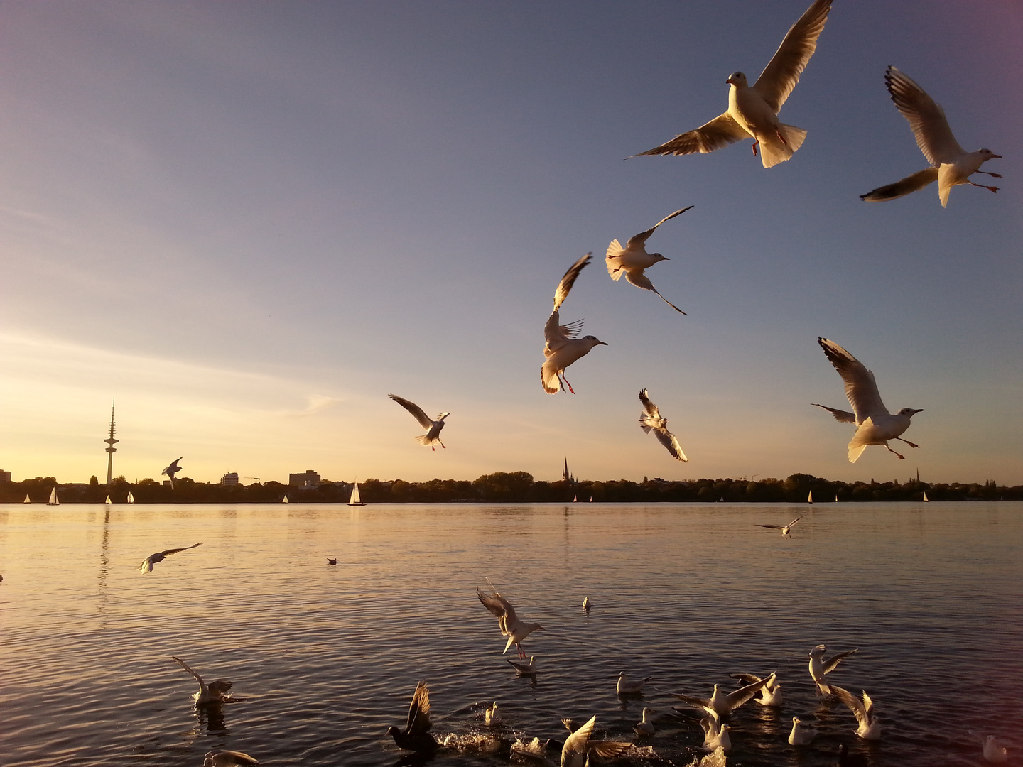 Möwen an der Alster