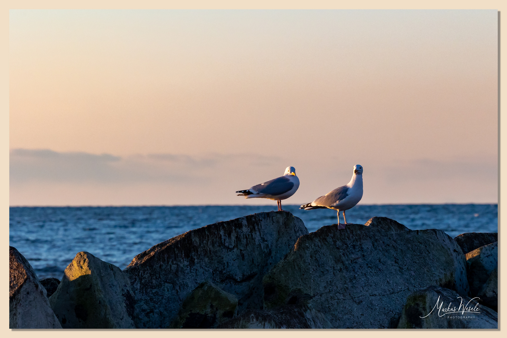 Möwen an der Dänischen Nordsee