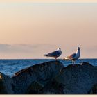 Möwen an der Dänischen Nordsee