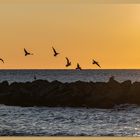 Möwen an der Dänischen Nordsee