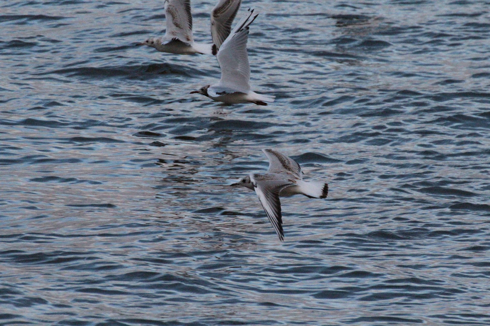 Möwen an der Elbe