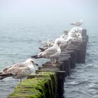 Möwen an der kalten Ostsee