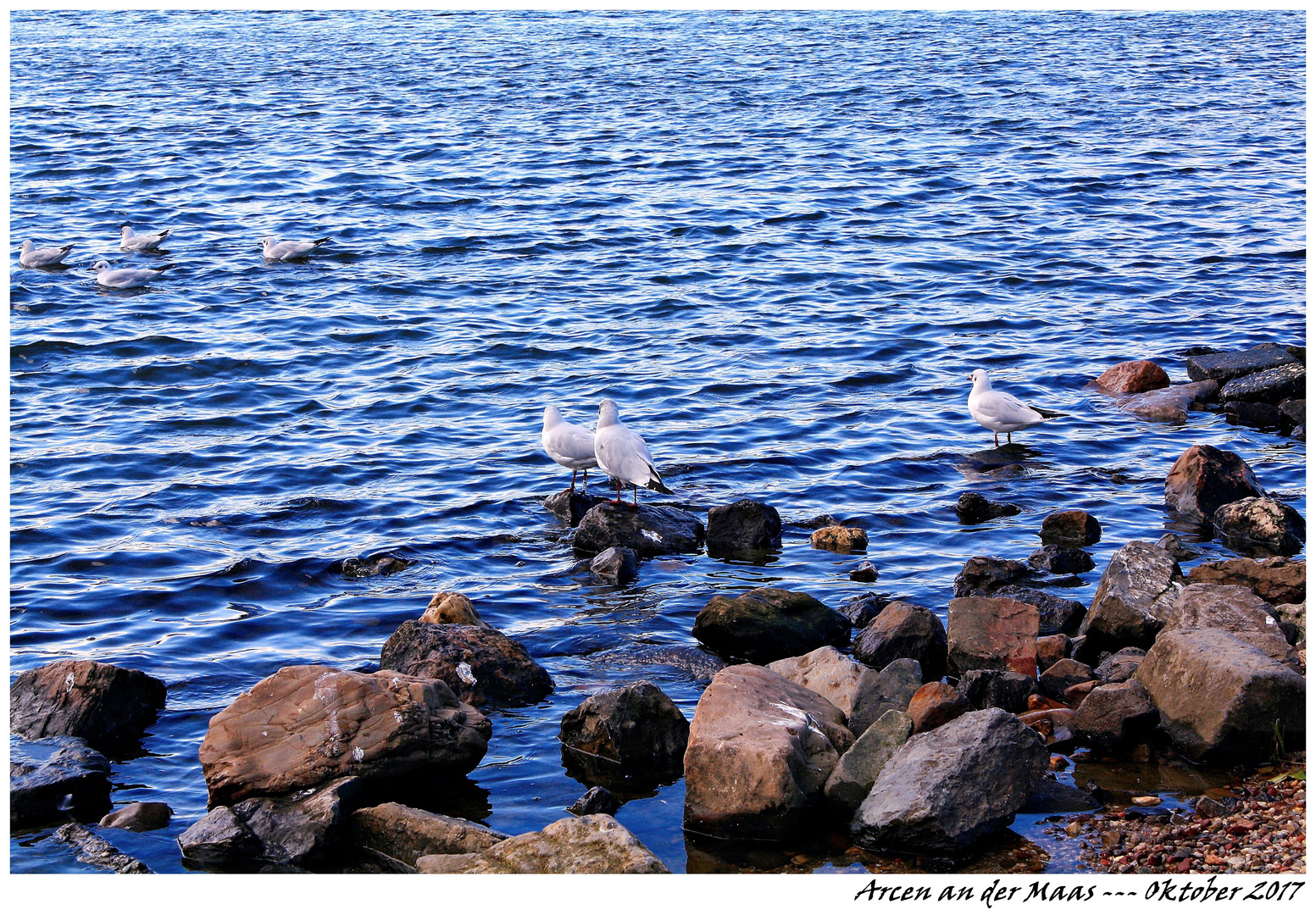 Möwen an der Maas