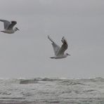 Möwen an der Nordsee