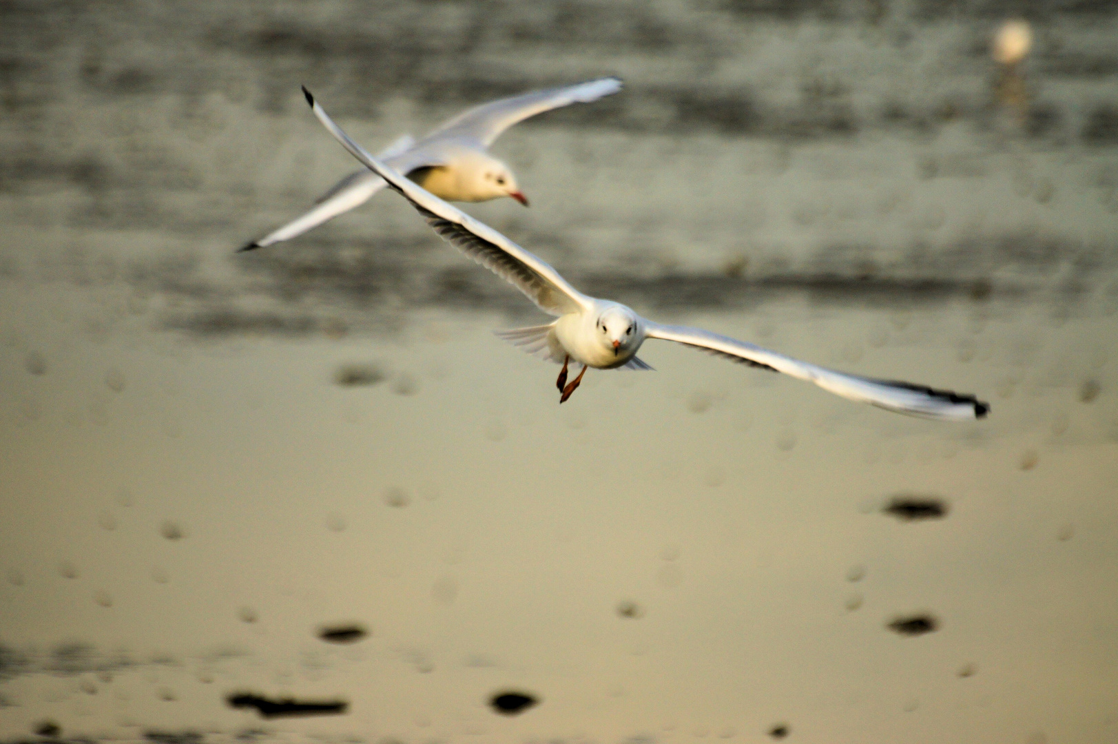 Möwen an der Nordsee