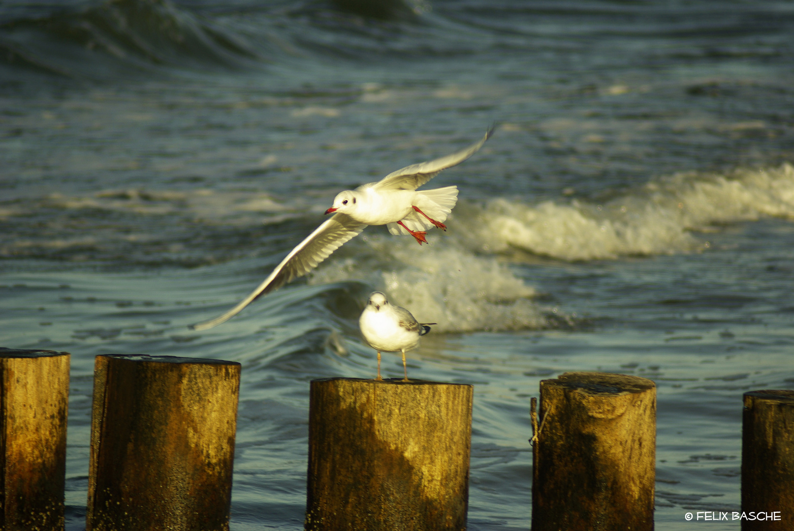 Möwen an der Ostsee