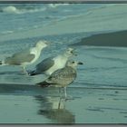 Möwen an der Ostsee