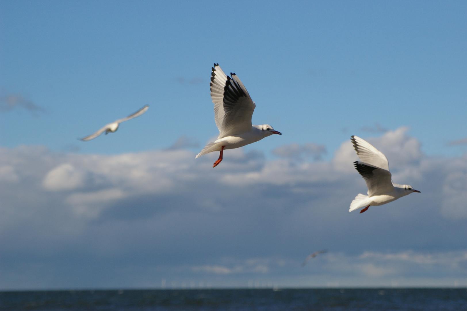 Möwen an der Ostsee