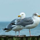 Möwen an der Ostsee