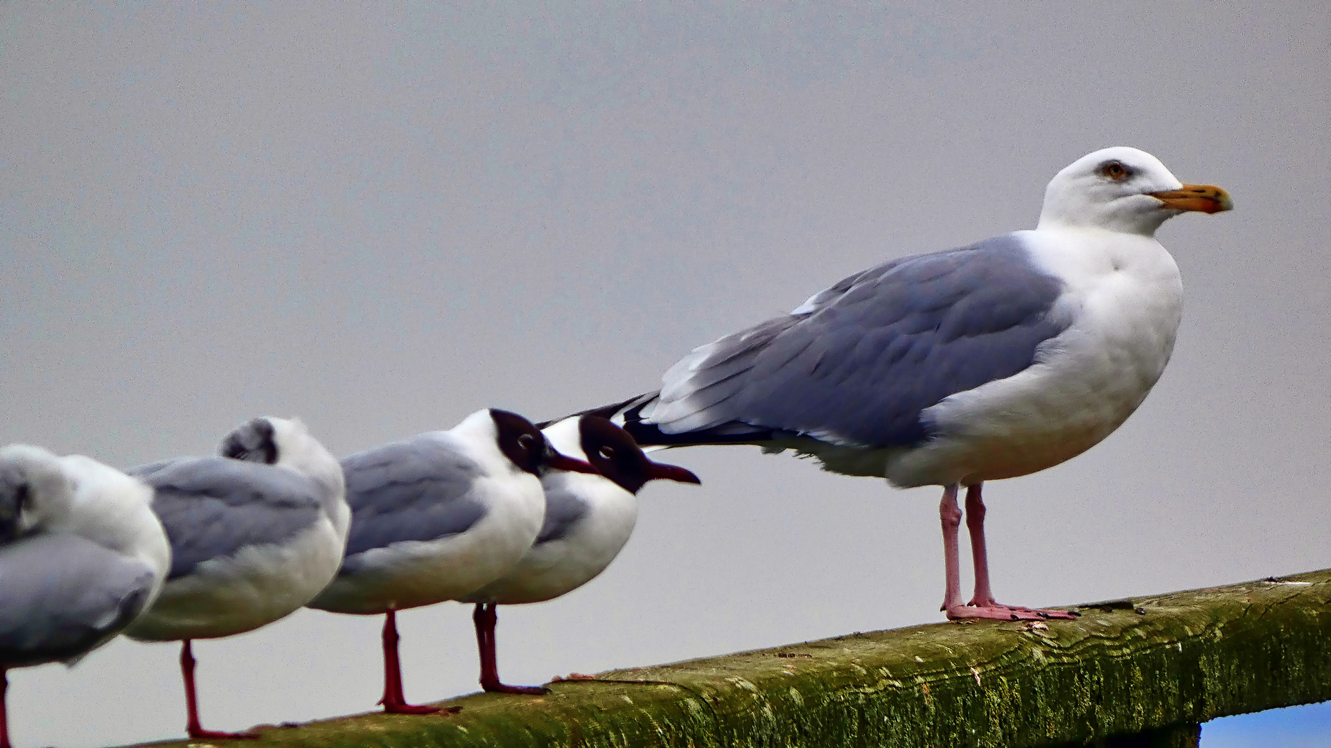 Möwen an der Ostsee