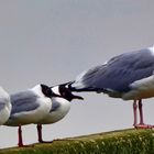 Möwen an der Ostsee