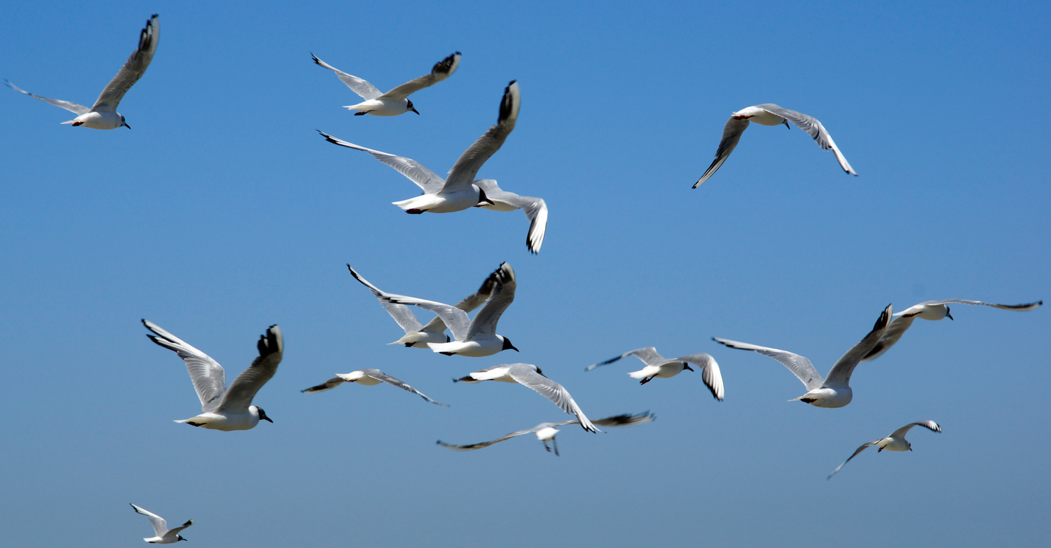 Möwen an der Ostsee