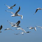 Möwen an der Ostsee