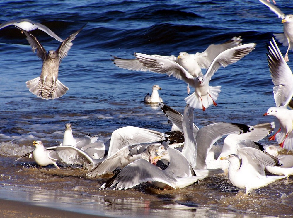 Möwen an der Ostsee