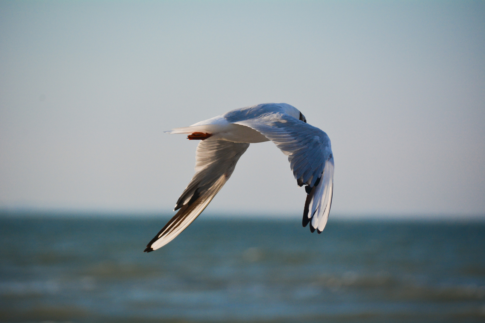 Möwen an der Ostsee