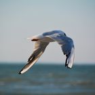 Möwen an der Ostsee